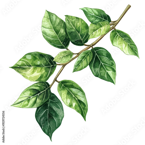 Aucuba Branch, watercolor vector portraying a joyful pose with colorful highlights, isolated on a white background.