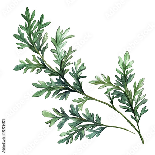Photos watercolor painting of Artemisia Branch, isolated on a white background