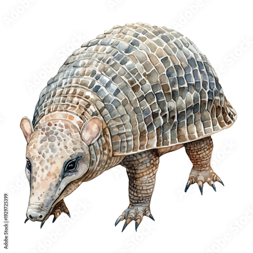 Armadillo, watercolor vector portraying a joyful pose with colorful highlights, isolated on a white background.