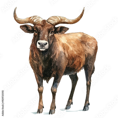 Anoa, watercolor illustration featuring playful movement and lively expressions, isolated on a white background.