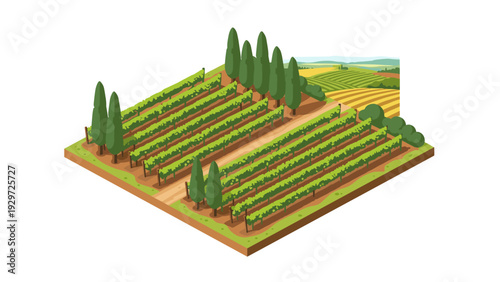 isometric vineyard with grapevines and tall trees hand drawn illustration