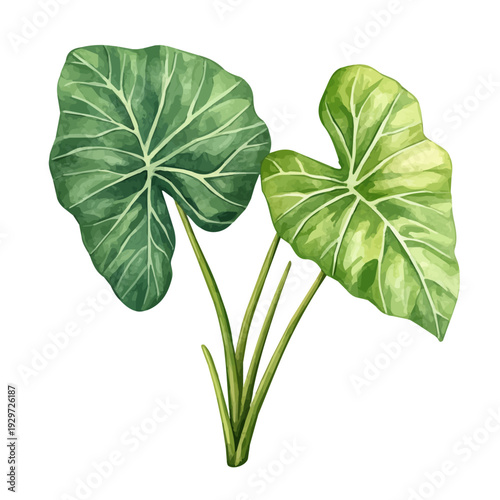 Obraz na plátně Alocasia Branch, watercolor clipart showcasing whimsical details and harmonious color flow, isolated on a white background