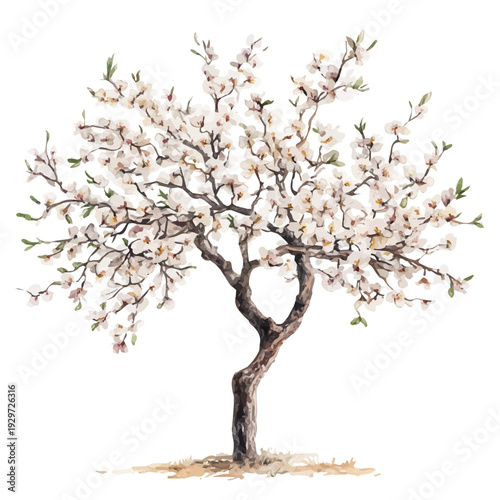 watercolor of Almond Tree illustration graphic, isolated on a white background.