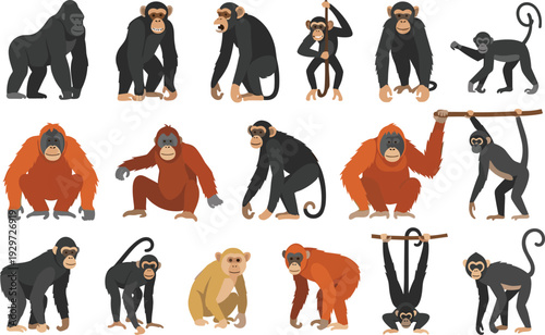 Diverse Primate Vector Collection Featuring Gorillas, Chimpanzees, Orangutans, and Monkeys in Various Poses for Wildlife Education, Nature Conservation, and Zoo Themed Graphic Designs