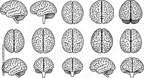 Human Brain Anatomy Set in Multiple Views, Detailed Black and White Medical Vector Illustration Isolated on Light Background for Science Education Design