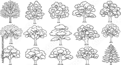 Set of street medium summer and autumn various trees frontal isolated png on a transparent background perfectly cutout
