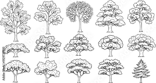 Set of street medium summer and autumn various trees frontal isolated png on a transparent background perfectly cutout
