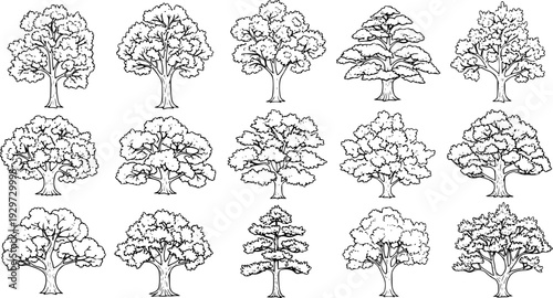 Set of street medium summer and autumn various trees frontal isolated png on a transparent background perfectly cutout
