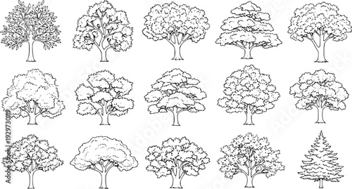 Set of street medium summer and autumn various trees frontal isolated png on a transparent background perfectly cutout
