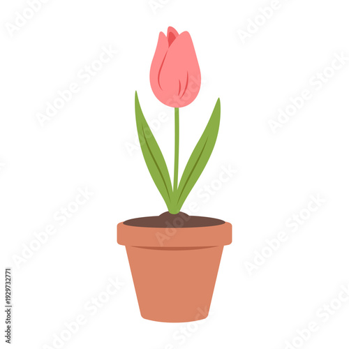 Cute pink tulip in a ceramic pot. Home garden, houseplant, bulb spring flowers, nature or planting theme. Vector isolated illustration on white background.
