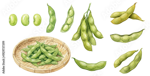 A charming watercolor collection of edamame soybeans, including fresh pods, shelled beans, and bamboo basket serving.