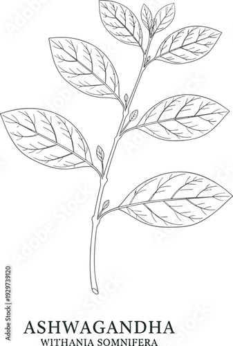 Black and white botanical illustration of Ashwagandha Withania somnifera plant with detailed leaves and labeled text, ideal for herbal medicine, Ayurvedic studies, wellness design, and 