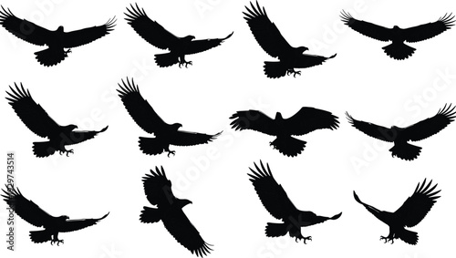 Majestic eagle silhouettes set in different flying poses, powerful hawk and bird of prey black vector icons for wildlife nature and freedom branding design projects