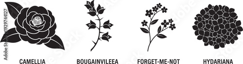 Detailed black silhouette vector illustration featuring camellia, bougainvillea, forget-me-not, and hydariana flowers with botanical accuracy, ideal for educational, decorative, and floral design 