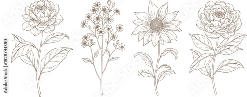 Elegant monochrome botanical illustration featuring peony, daisy, sunflower, and baby’s breath flowers in detailed vintage line art style, perfect for floral design, decor, and educational reference.