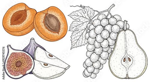 Fresh fruit illustrations, apricots, figs, grapes and pear