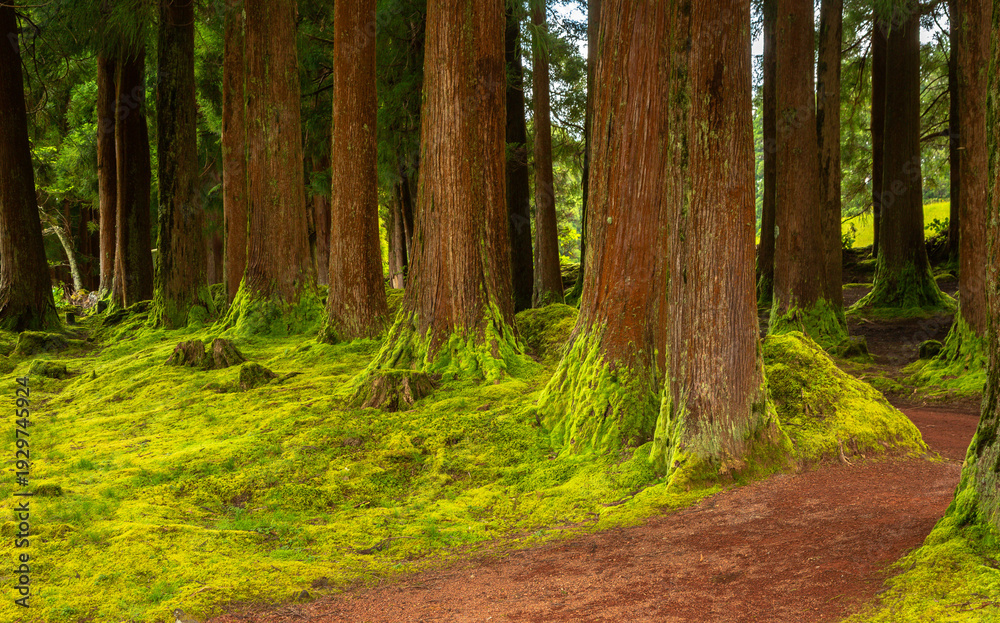 Obraz premium Dense forest in Viveiro da Falca, Terceira Island, Azores, with moss-covered tree trunks creating a lush green woodland atmosphere in this natural reserve