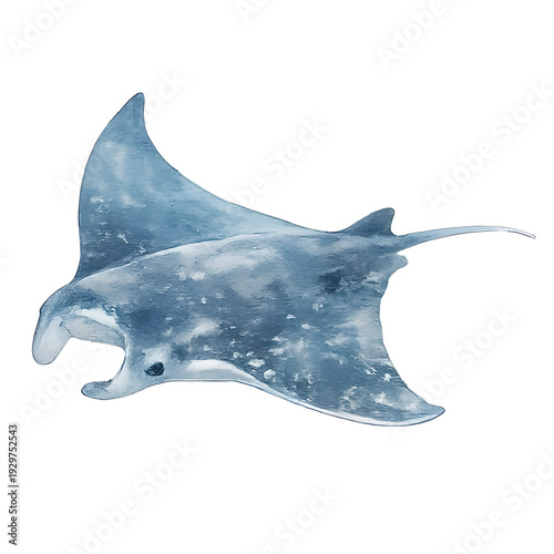 Blue Manta Ray Watercolor Illustration Isolated