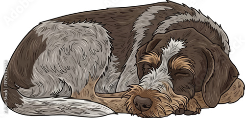Wirehaired Pointing Griffon dog curled up sleeping illustration