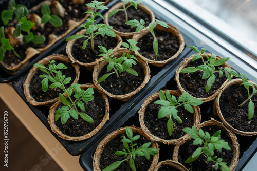 Cuadro en lienzo Planting young tomato seedlings in peat pots on the windowsill of an apartment building