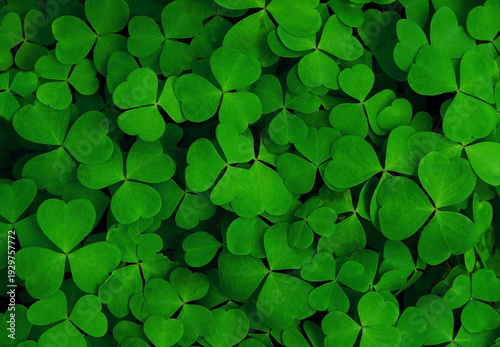 Beautiful nature background of clover leaves (wood-sorrel, Oxalis) close up. Green leaves texture of three-leaves shamrocks, St. Patrick's day holiday symbol. Template for design. flat lay