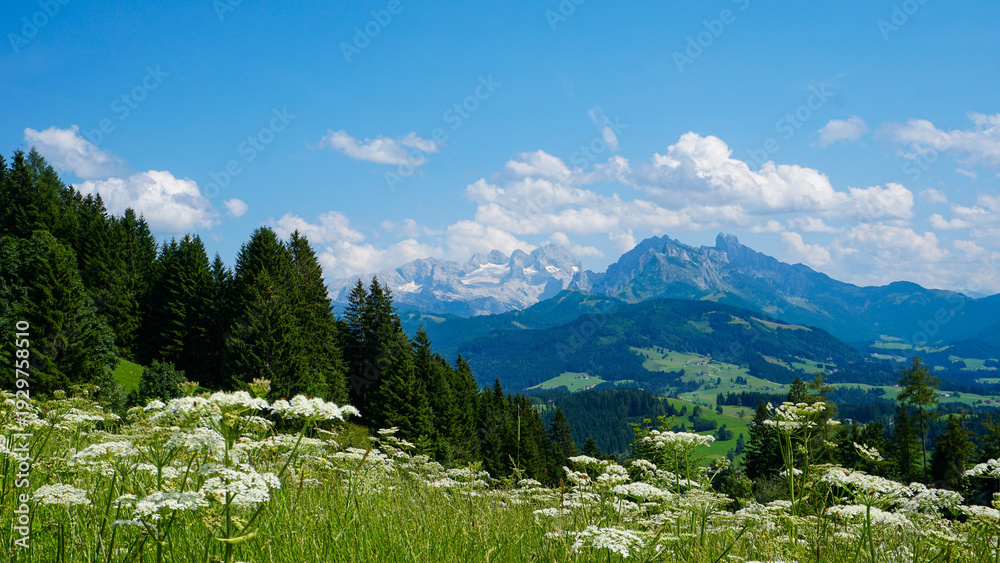 Fototapeta premium Mountain meadow in summer
