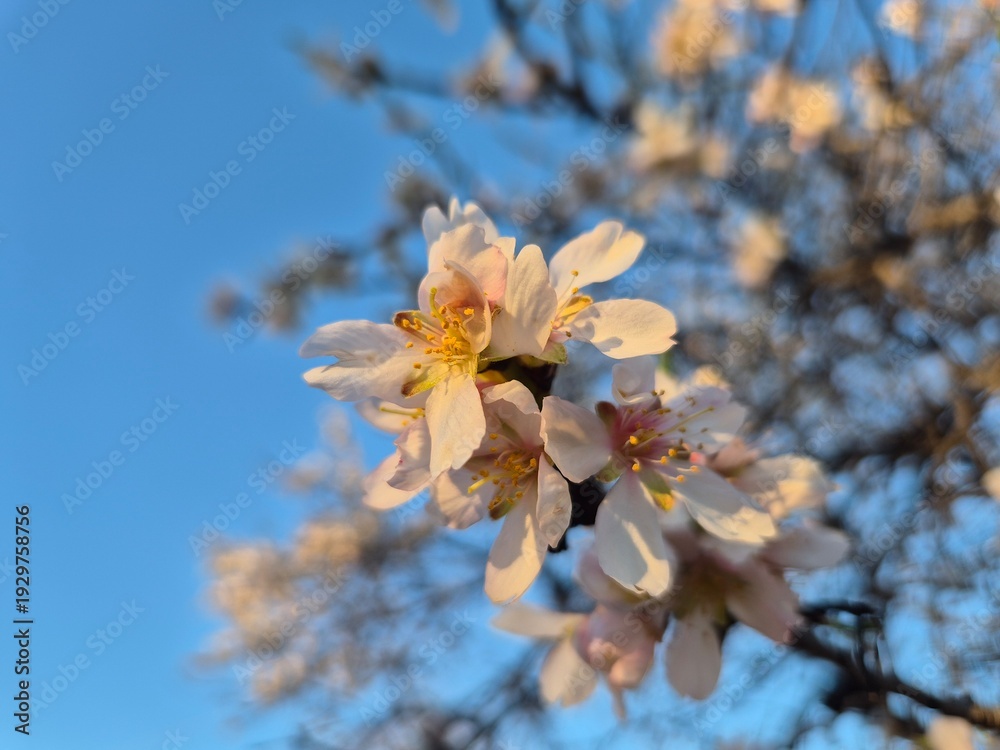 Fototapeta premium Floración de los almendros