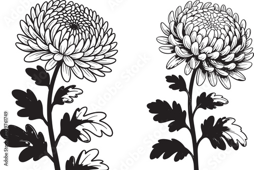 Detailed black and white illustrations of two large chrysanthemum flowers with stems and leaves, elegant botanical art