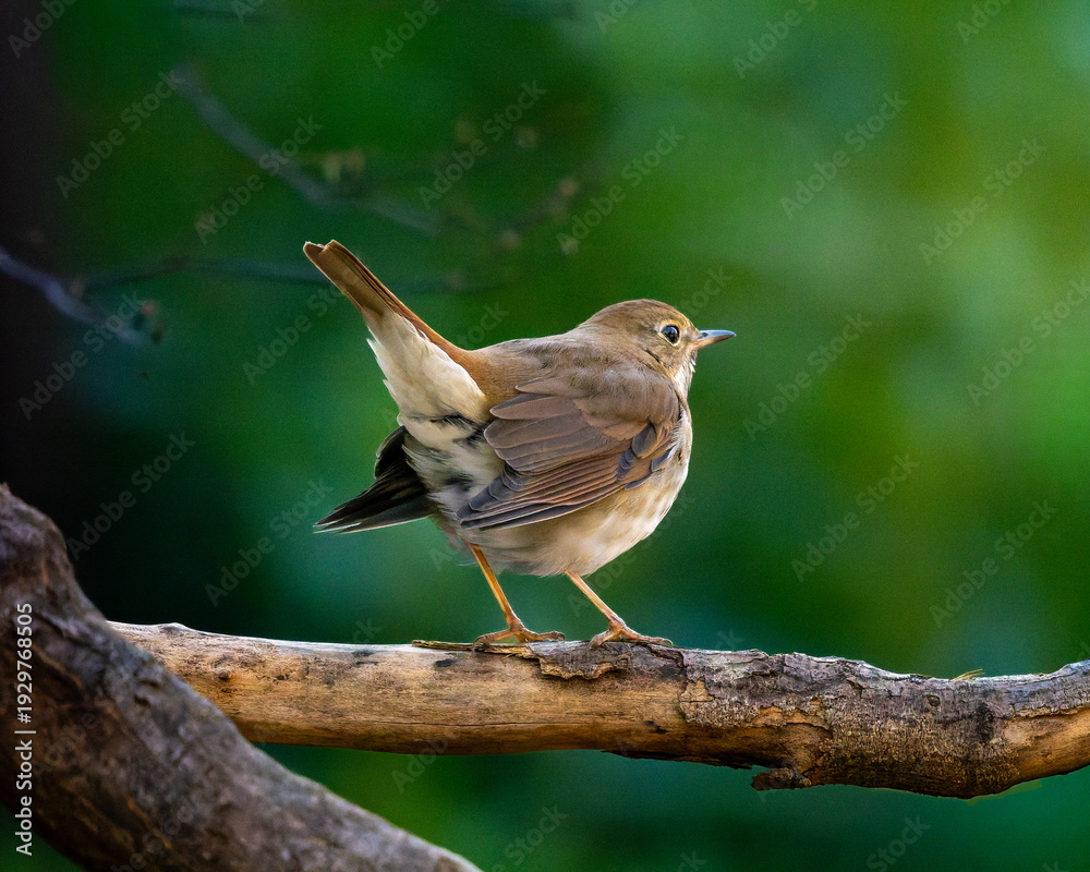 Obraz premium Hermit Thrush displaying identification helpful tail bobbing field mark