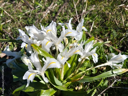 Lirios en flor en el mes de Febrero