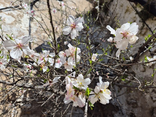 Floración del almendro en el mes de Febrero