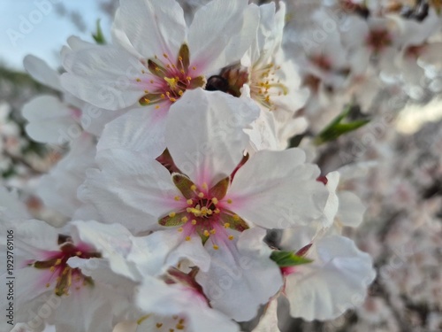 Floración del almendro durante el mes de Febrero