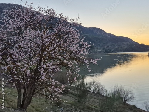 Floración de los almendros junto al embalse del río Víboras