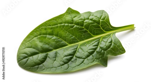 Close up of green leaf on white background with clipping leaf right.