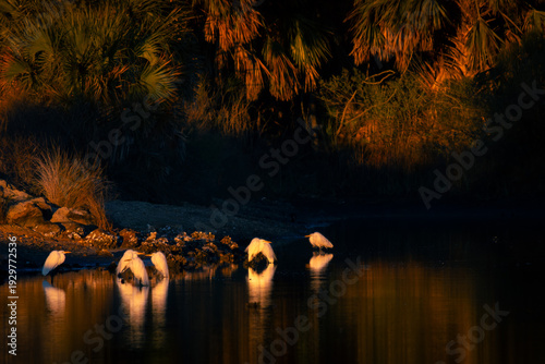 Tableau sur toile Snowy Egrets foraging in blackwater swamp early morning golden hour sunlight