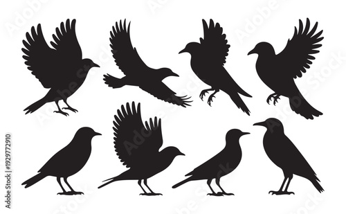 Wallpaper Mural Crow Silhouette Vector Set, Flying and Standing Black Bird Collection Torontodigital.ca