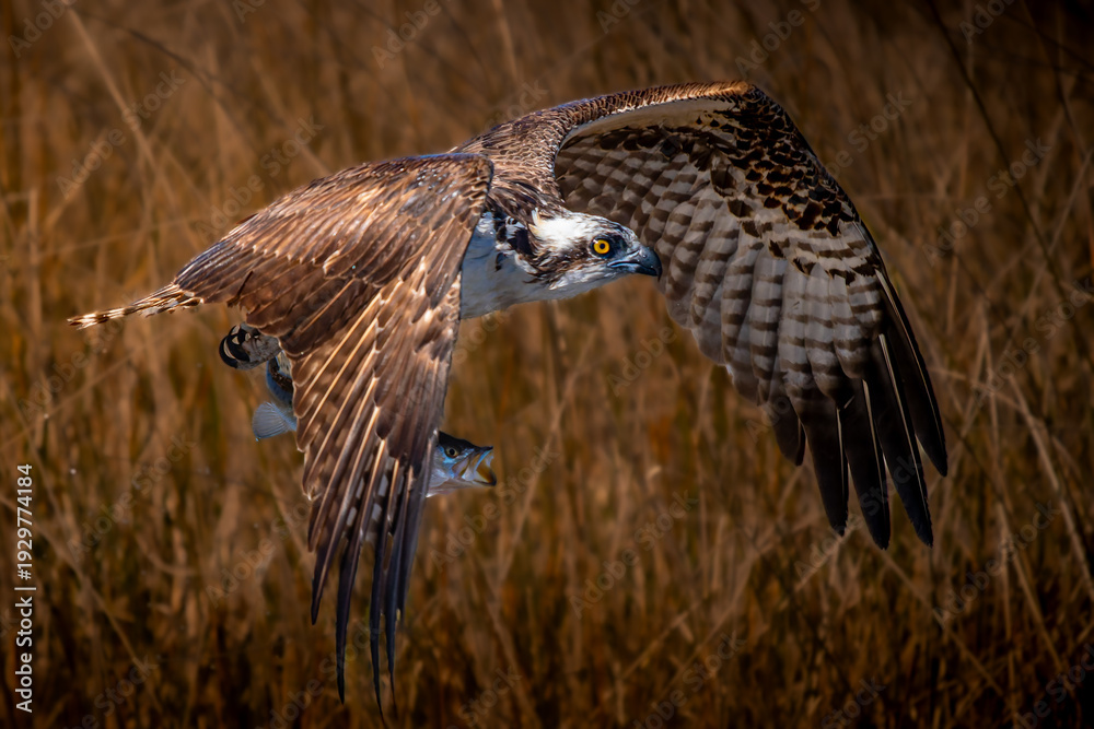 Fototapeta premium Osprey inflight over Florida panhandle saltmarsh with speckled trout catch 