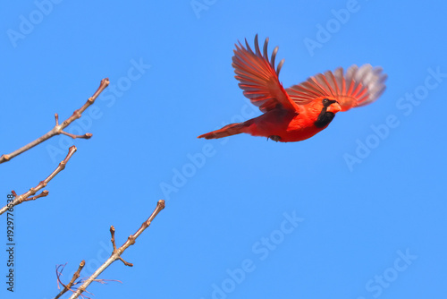 Eastern male cardinal inflight against blue sky. 