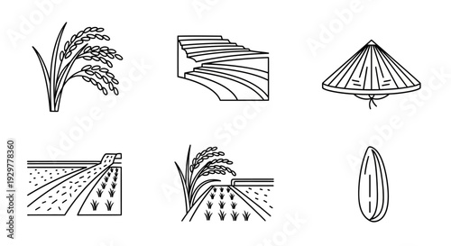 Rice Plant Growth Stages Illustration.