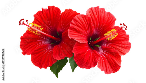 Two vibrant red flowers with yellow stamens and green leaves on a black background