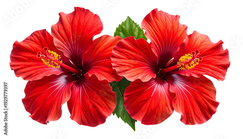 Two vibrant red tropical flowers with green leaves on black background