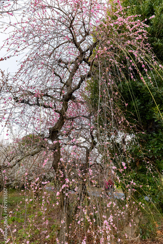 日本周遊　下曽我枝垂れ桜