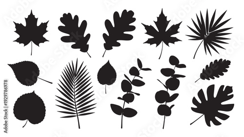 Collection of various black silhouetted leaves arranged neatly showcasing diverse shapes and types from different plants in a clean and minimalist style from a direct viewpoint