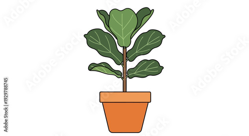 Fiddle Leaf Fig Plant