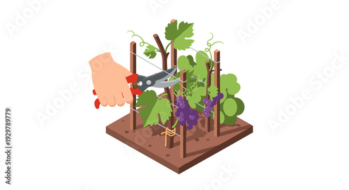 Pruning grapevines in an isometric vineyard garden scene with scissors