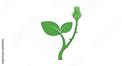 Green Rose Bud