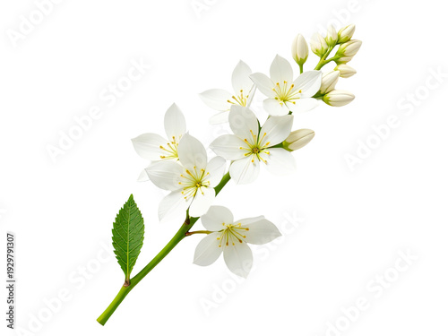 A bundle of white flowers with lush green leaves, ideal for botanical or nature-themed contexts