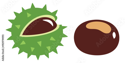 Simple vector chestnut set featuring a green spiky husk and a peeled brown nut for autumn season concepts