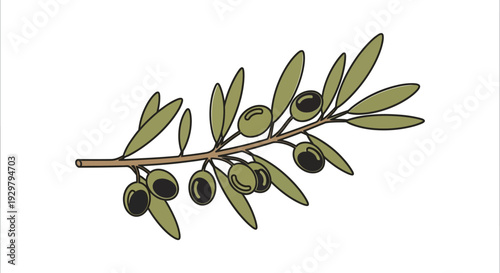 Olive Branch