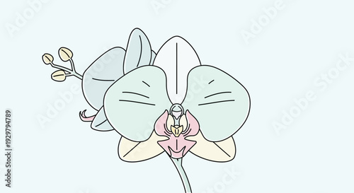Orchid Flower